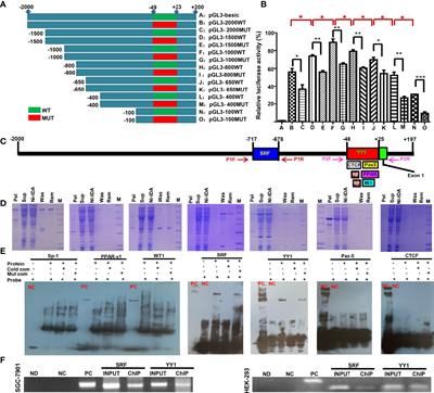 Transcriptional Regulation of ING5 and its Suppressive Effects on Gastric Cancer